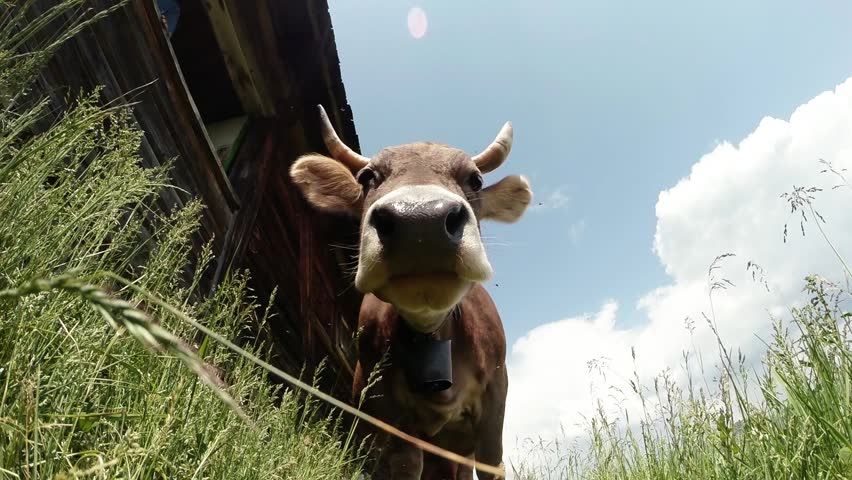 Cow close up from the bottom up against the sky near the green grass
free cow living high in the mountains | Shutterstock HD Video #7914940
