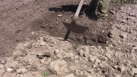 Spring before sowing, gardener digging the ground. To have a healthy garden and a bountiful harvest, dig the soil plays one of the most important roles, this procedure is necessary both cultures