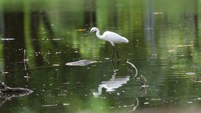 Great white Egret in nature. HD