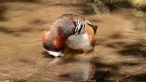Mandarin Duck Drake splashing water