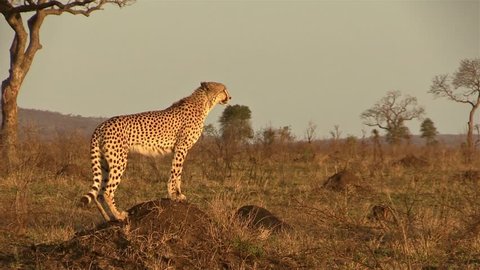 Cheetah Calling Out Standing on a Termite Mound at Kruger National Park, South Africa