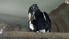 The video shows bird-Serebryanokryly Hornbill (Bycanistes brevis) clous up