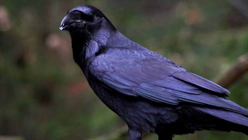(common) raven - Corvus corax