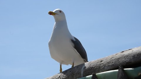 A closeup of a seagull standing on two feet on a sunny day in Essaouira, Morocco.