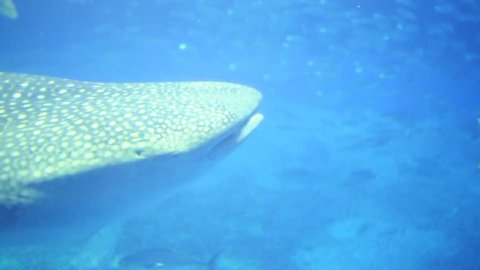 Whaleshark passing by