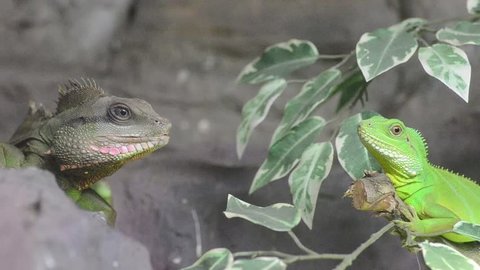 iguana in a tree