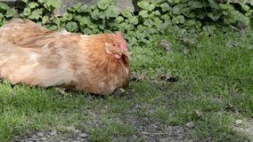 Brown chicken lying on Meadow 