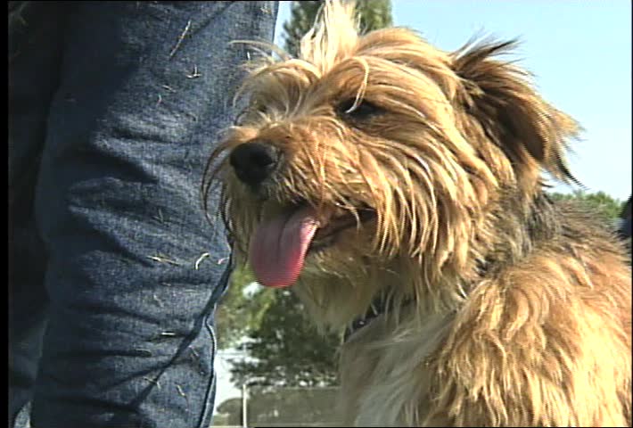 A dog panting.
