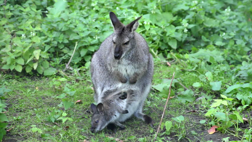 wallaby baby carrier