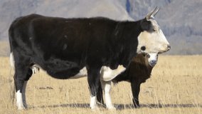 Stock video 4K calves suck milk
