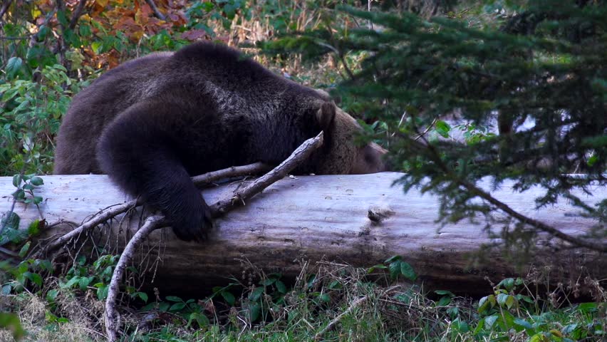brown bear in autumn