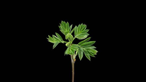Time-lapse of growing aronia (Sorbaronia mitschurinii, chokeberry) branch 1x1 in spring, in PNG+ format with alpha transparency channel isolated on black background
