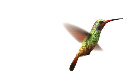 Humming bird on white background, 3d animation.  set your own flower