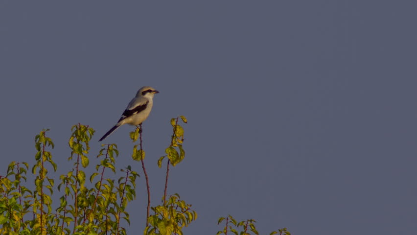 Song bird species - Great Grey Shrike (Lanius excubitor) observing the area.