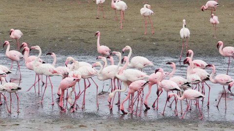 Huge colony of Rosy Flamingo in Walvis Bay Namibia, overcast, True wildlife