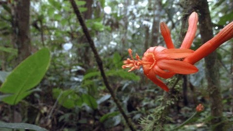Pan to a Passiflora spinosa flower, a tropical passion flower blooming in the rainforest understory in Ecuador. 