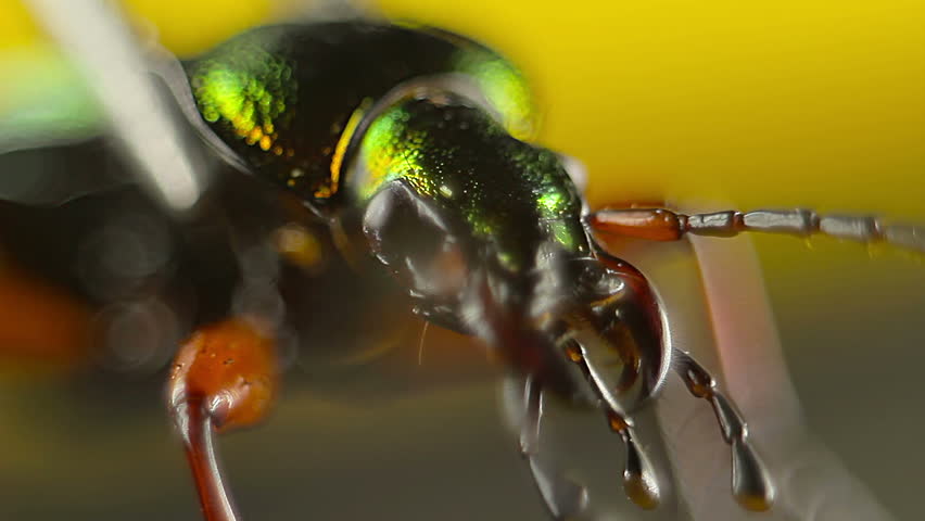 Creepy closeup of green beetle head