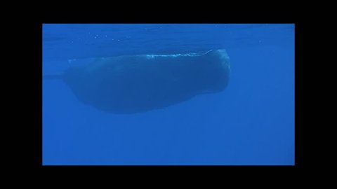 sperm whale mouth