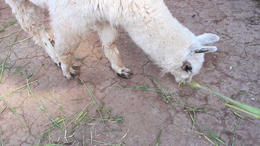 Alpaca eating hay, Peru, Machu Picchu
