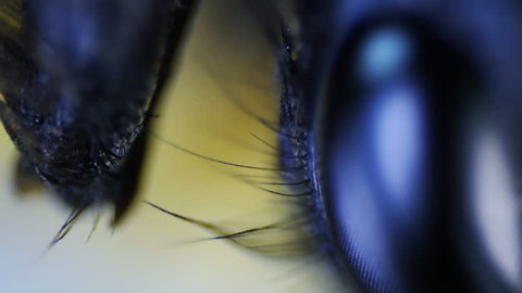 Insect. Sequence. Extreme closeup. Macro. The structure of the compound eyes of insects. Shooting through a microscope. Follow focus. Shallow depth of field