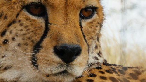 portrait of cheetah in the bush looking into the camera close up