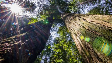 Moving slowly between two massive Redwood Trees while looking up at the canopy.
