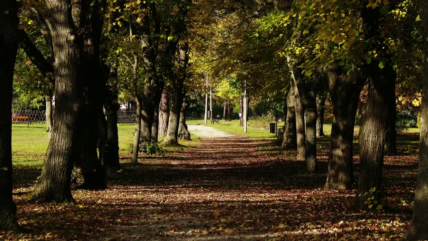 4K Autumn Road under Deciduous Trees
4K 3840x2160 ultra high definition
