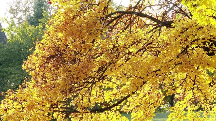 4k Autumn Fall Sycamore Platanus Stock Footage Video 100 Royalty Free 7950571 Shutterstock