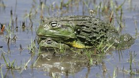 A pair of African giant bullfrogs (Pyxicephalus adspersus) mating in shallow water, South Africa