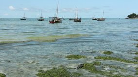 Traditional wooden sail boats (dhows) anchored in the clear coastal waters of Zanzibar island