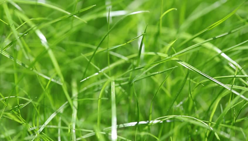 new fresh green garden grass flapping Arkivvideomateriale (100 % royaltyfri...