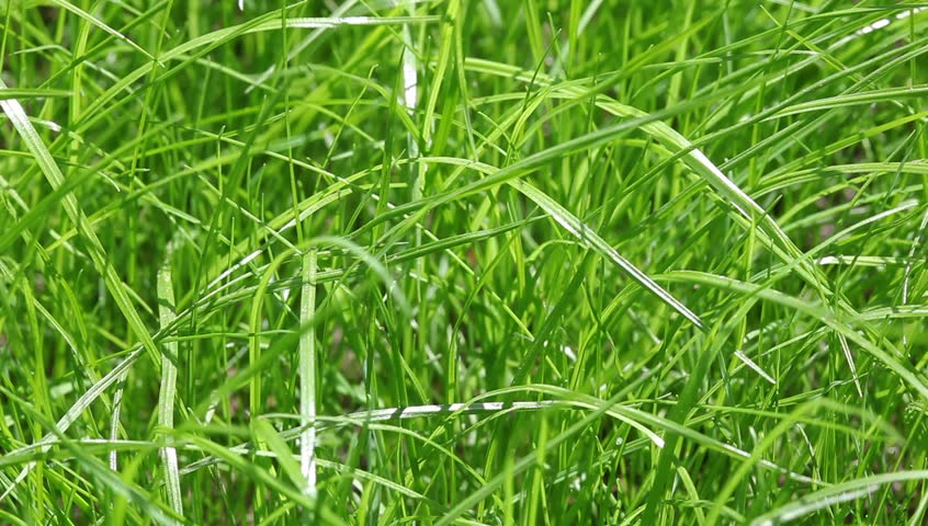 new fresh green garden grass flapping Stock-video (100 % royaltyfri) 795286...