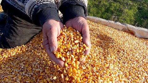 Corn grains in a hand - good harvest, slow motion