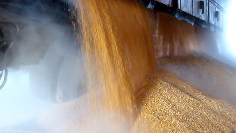 Unloading corn grain from the tractor trailer in a silo after harvest, slow motion