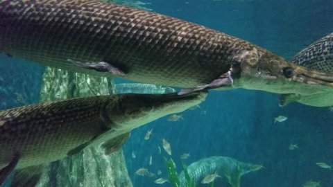 Alligator garfish (Atractosteus spatula) with 4K resolution