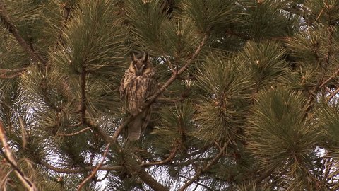 Bird Long-eared Owl (Asio otus) landed on a pine tree in the forest
