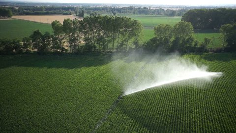 Aerial of corn field irrigation system (pipes water stream complete view)