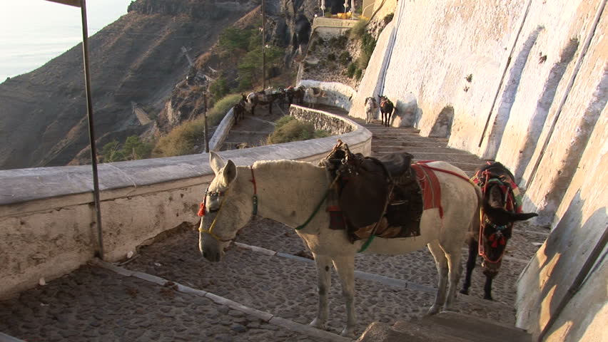Working Donkey in Santorini