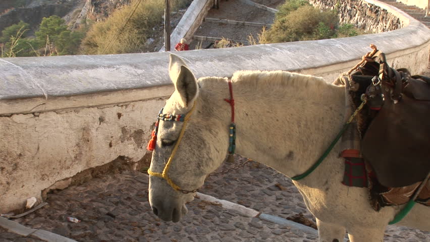 Working Donkey in Santorini