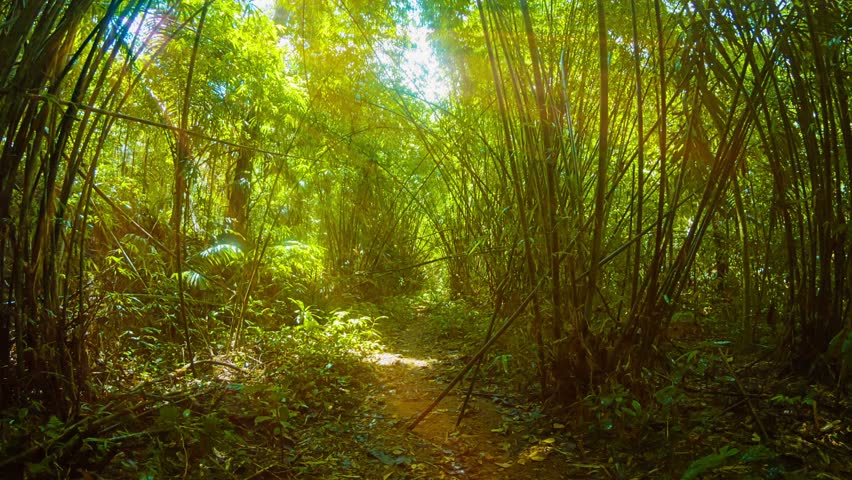 Video 1080p - Following a wild trail at a quick pace through a natural tunnel formed by tall. overhead stands of bamboo. The sun is shining obliquely through the stalks and leaves. | Shutterstock HD Video #7968430