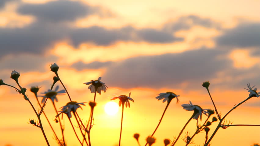 daisies at sunset