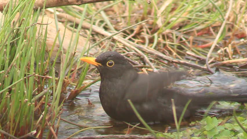 Blackbird taking a bath 