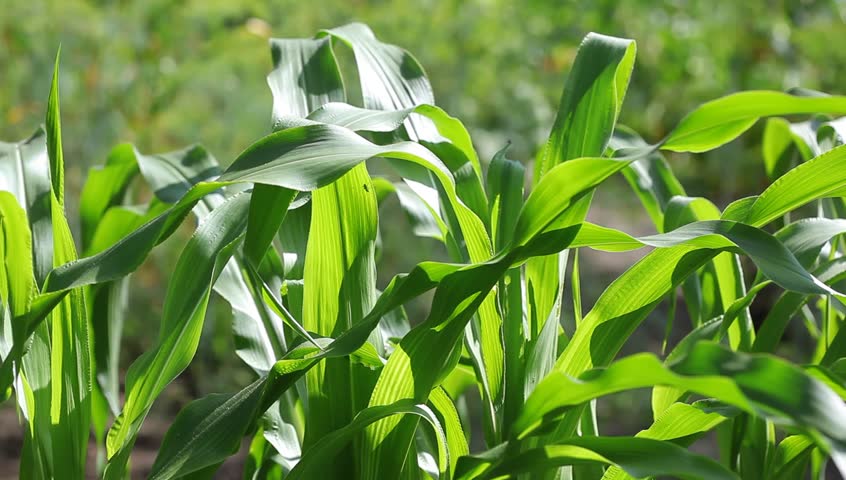 Кукурузные листья купить. Лист кукурузы. Сидячий лист кукурузы. Лист кукурузы фото. Листья кукурузы ЗТП.