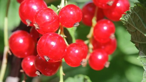 Red currant bunch, close-up view