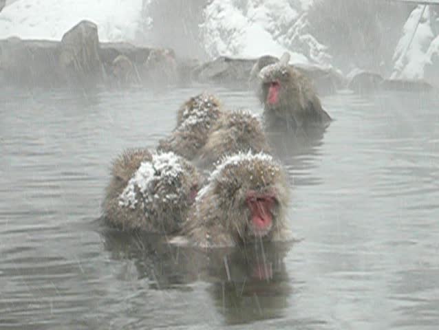 japanese monkey relaxing in hot spring in winter time
