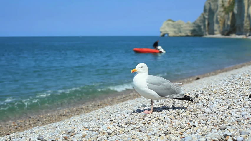 Close-up of a cautious gull on a shingle beach in Etretat, Normandy, France