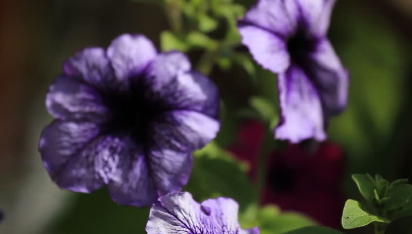 purple flower
