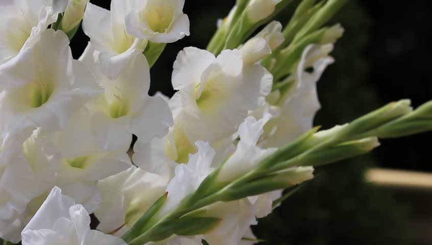 white flowers