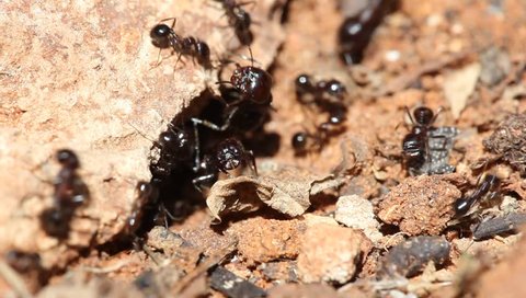 Ants traffic at the anthill opening. great nature shot. (HD)