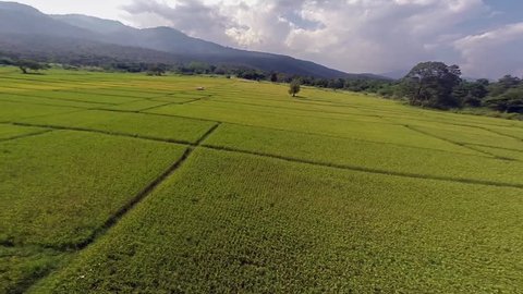 aerial flyover of rice fields in Thailand